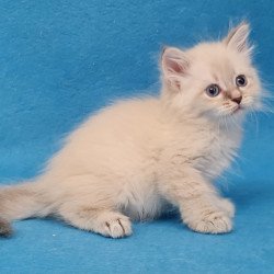 Siberian EZ Buddy