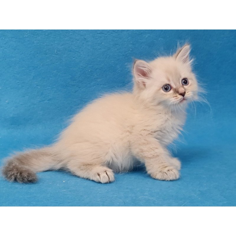 Siberian EZ Buddy