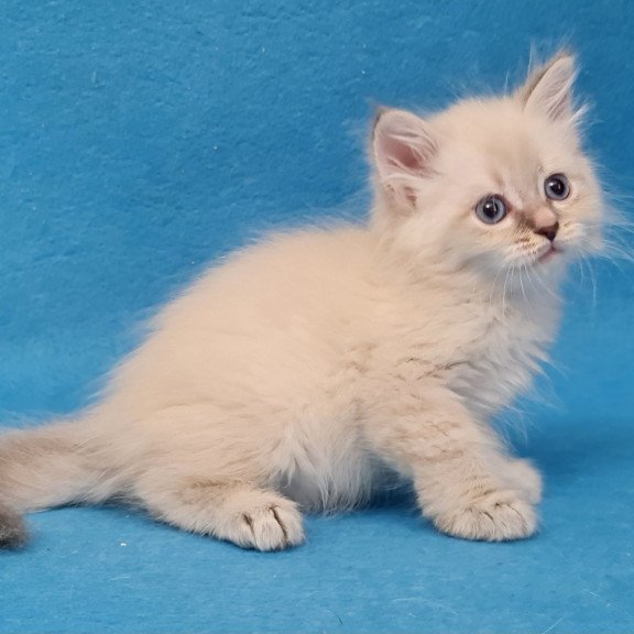 Siberian EZ Buddy