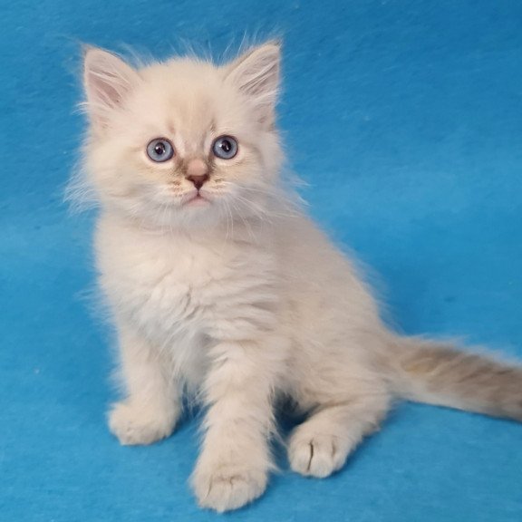 Siberian EZ Buddy