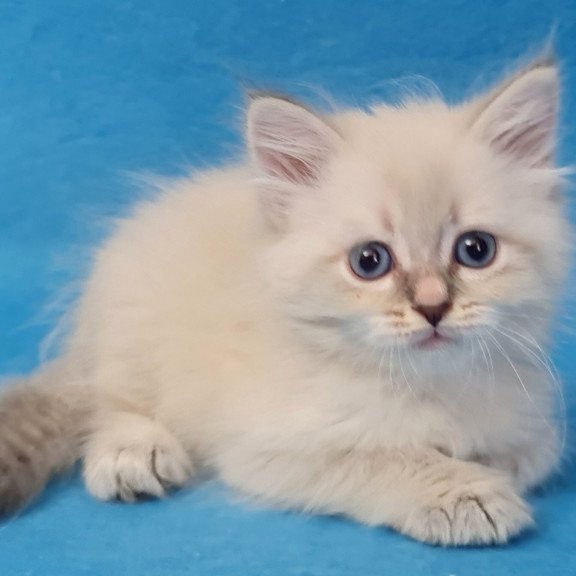 Siberian EZ Buddy