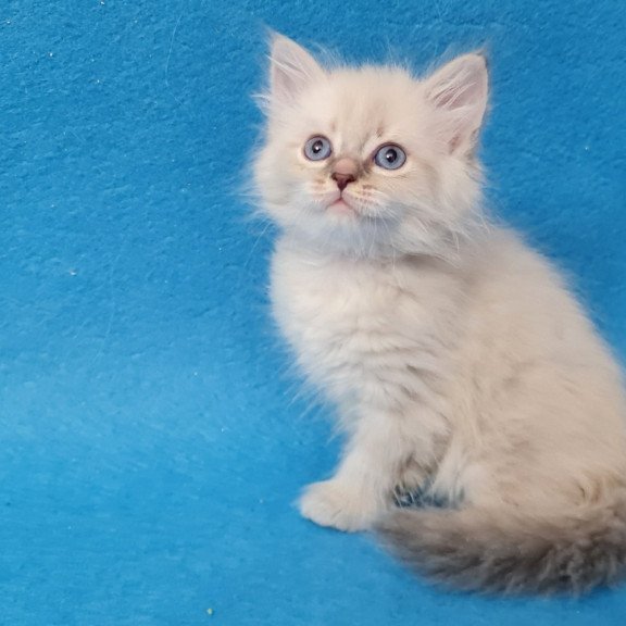 Siberian EZ Buddy
