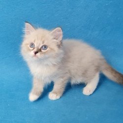 Siberian EZ Benji