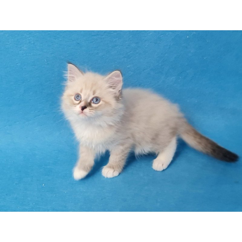 Siberian EZ Benji