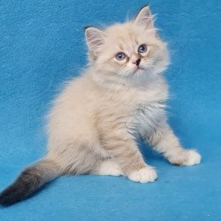 Siberian EZ Benji