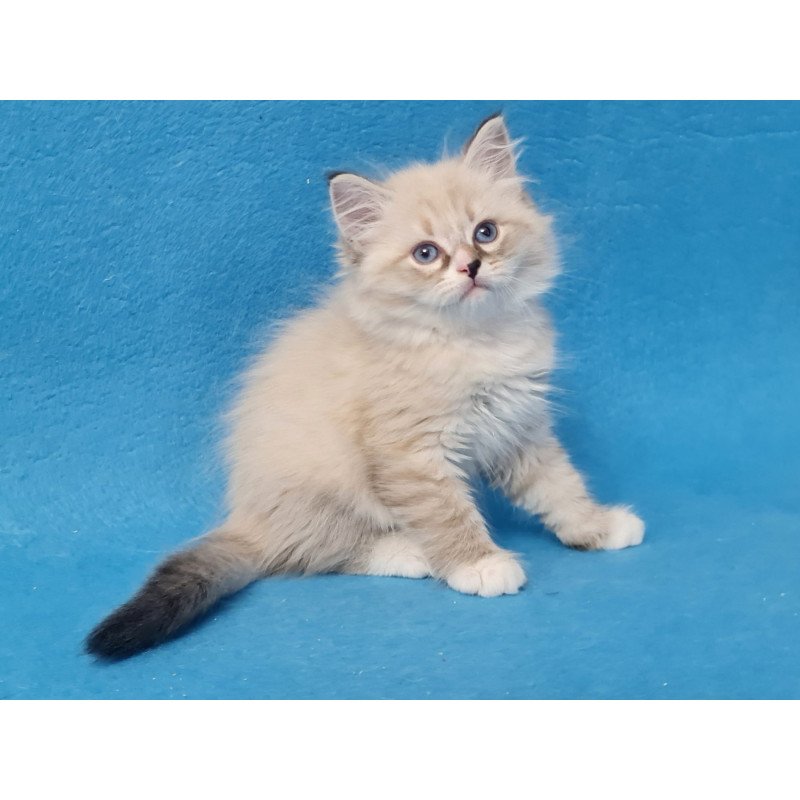 Siberian EZ Benji