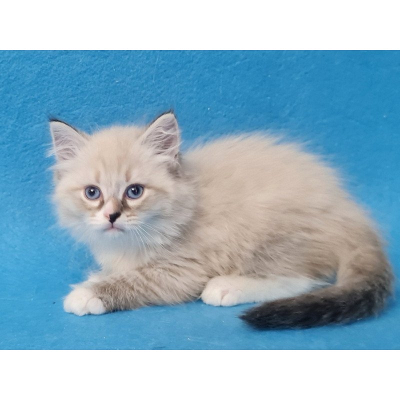 Siberian EZ Benji