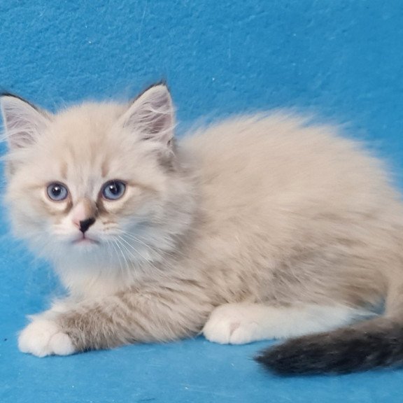 Siberian EZ Benji