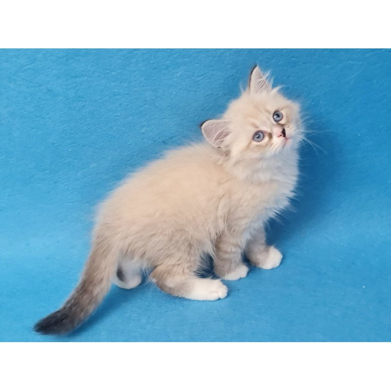 Siberian EZ Benji