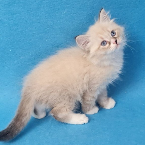 Siberian EZ Benji
