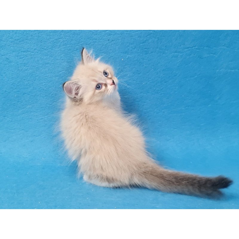 Siberian EZ Benji