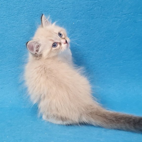 Siberian EZ Benji