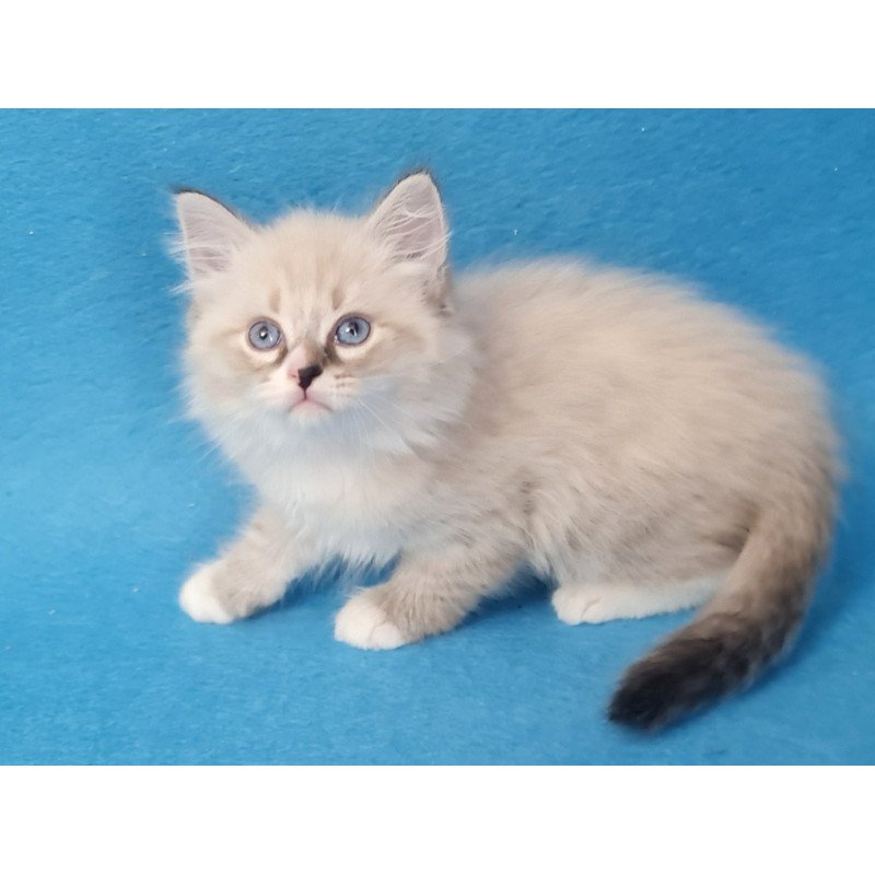 Siberian EZ Benji