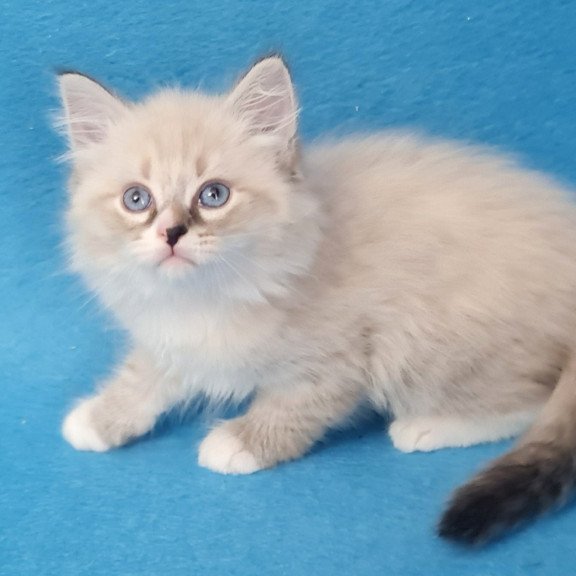 Siberian EZ Benji
