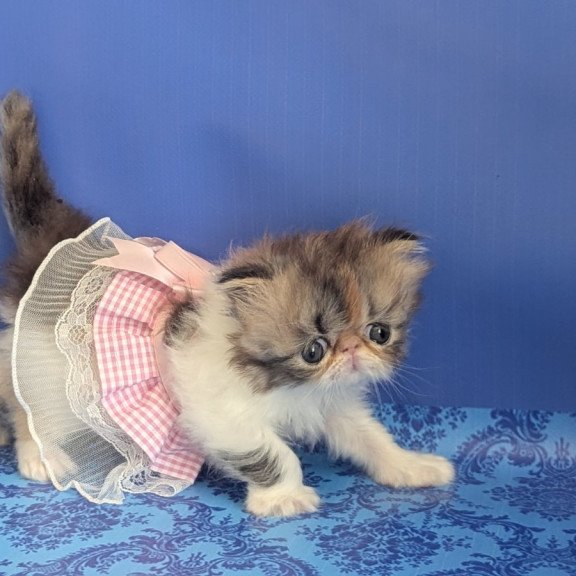 Persian EZ Roksolana