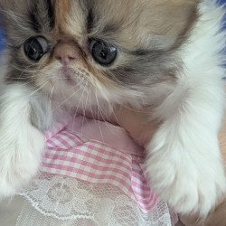 Persian EZ Roksolana