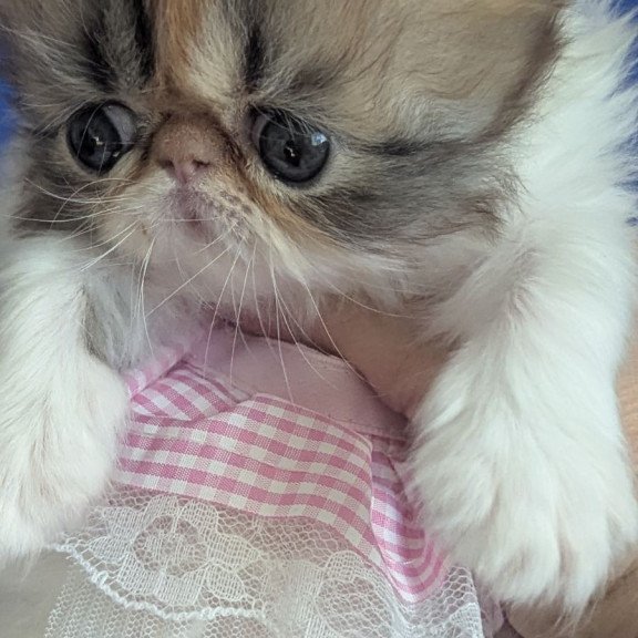 Persian EZ Roksolana
