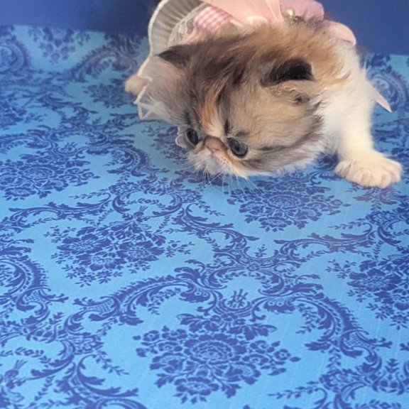 Persian EZ Roksolana