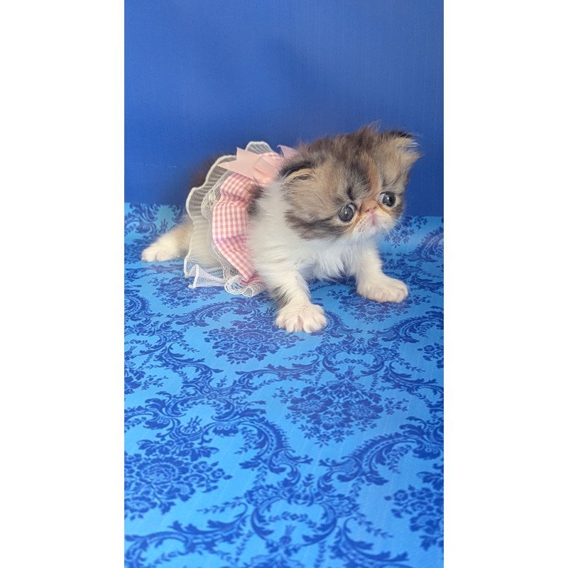 Persian EZ Roksolana