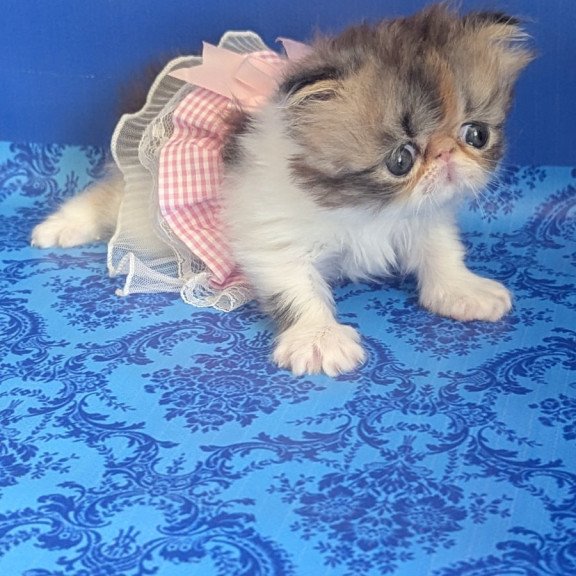 Persian EZ Roksolana