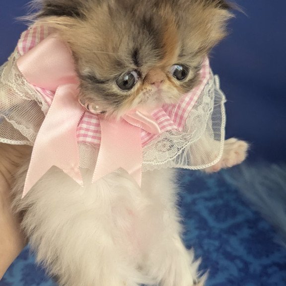 Persian EZ Roksolana