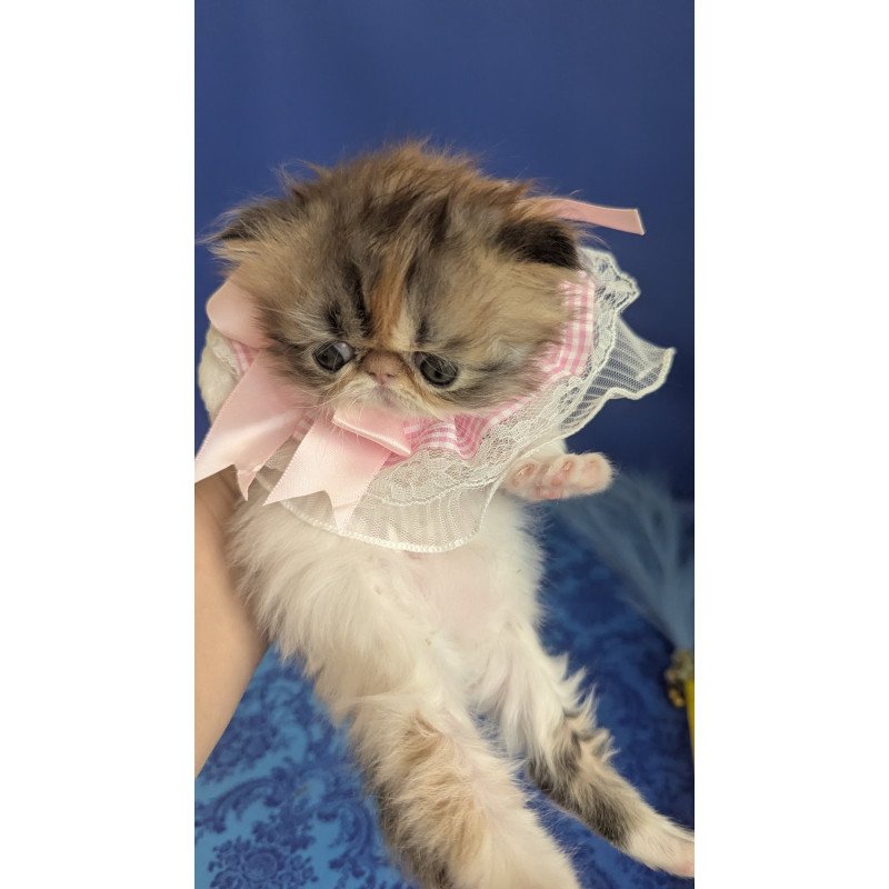 Persian EZ Roksolana