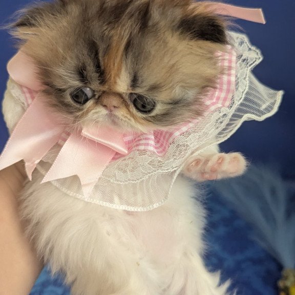 Persian EZ Roksolana