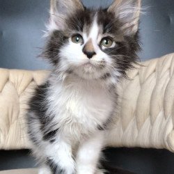 Maine Coon EZ Archi
