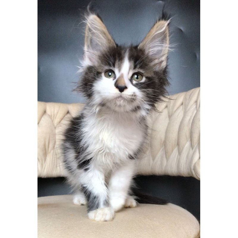 Maine Coon EZ Archi
