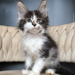 Maine Coon EZ Archi