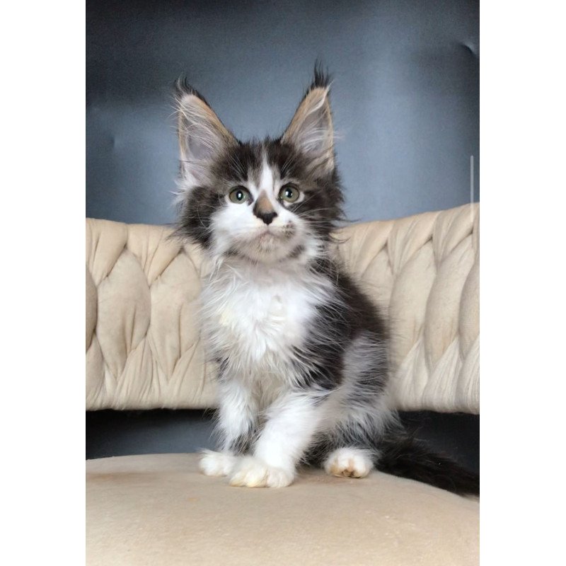 Maine Coon EZ Archi