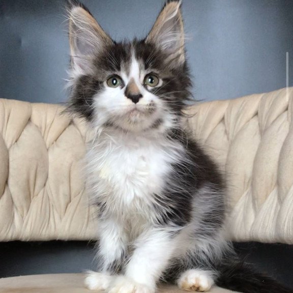 Maine Coon EZ Archi
