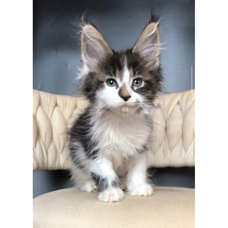 Maine Coon EZ Archi