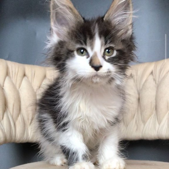 Maine Coon EZ Archi