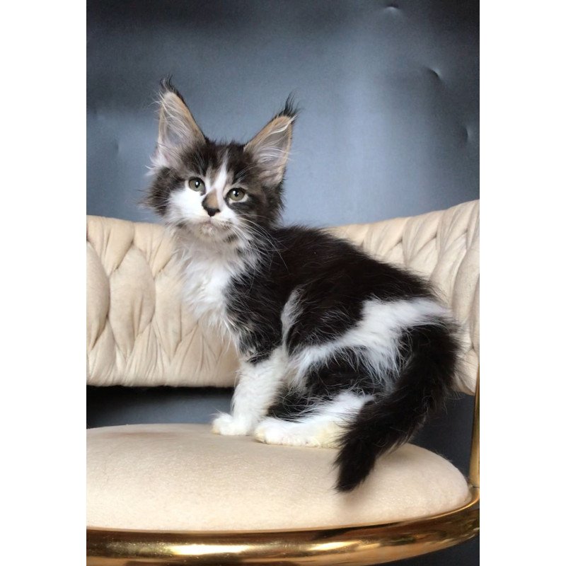 Maine Coon EZ Archi