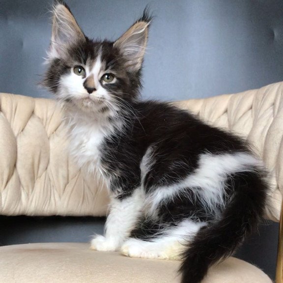Maine Coon EZ Archi