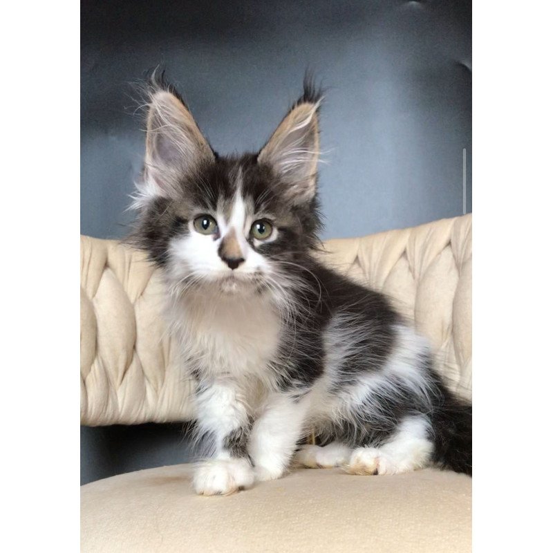 Maine Coon EZ Archi
