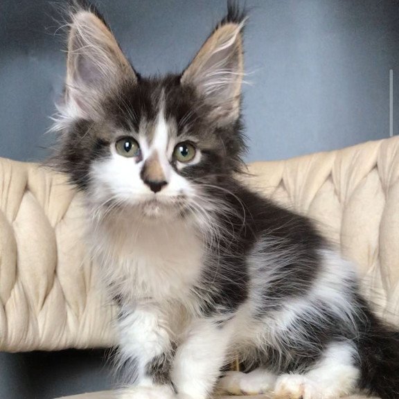 Maine Coon EZ Archi