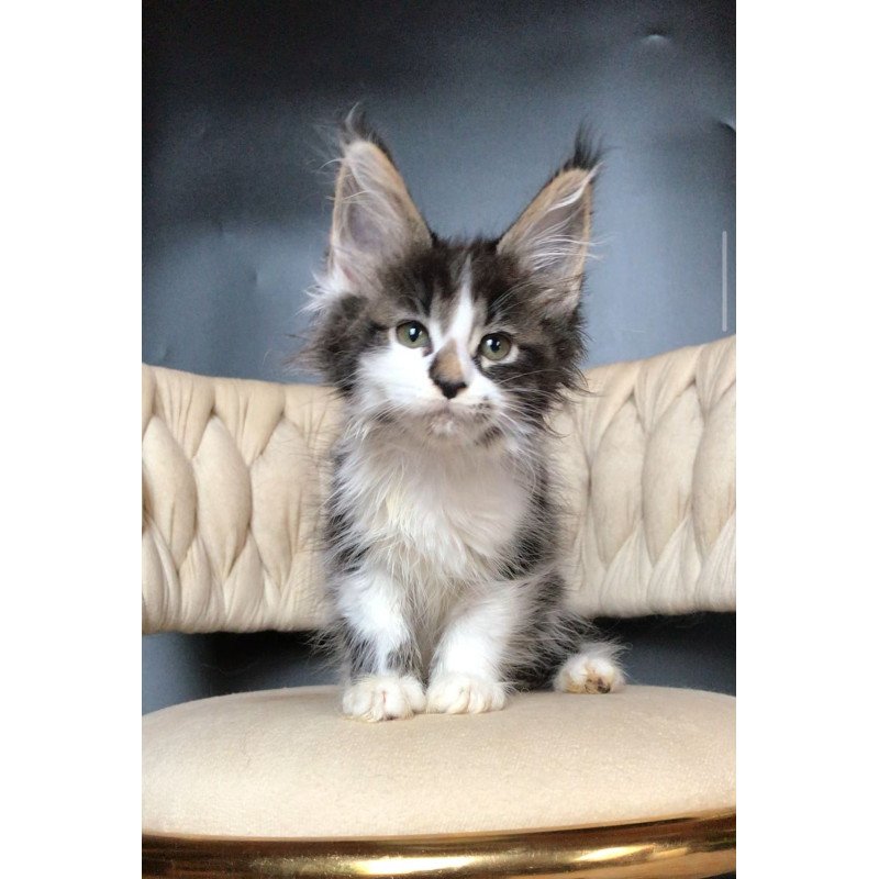 Maine Coon EZ Archi