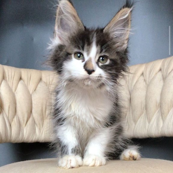 Maine Coon EZ Archi