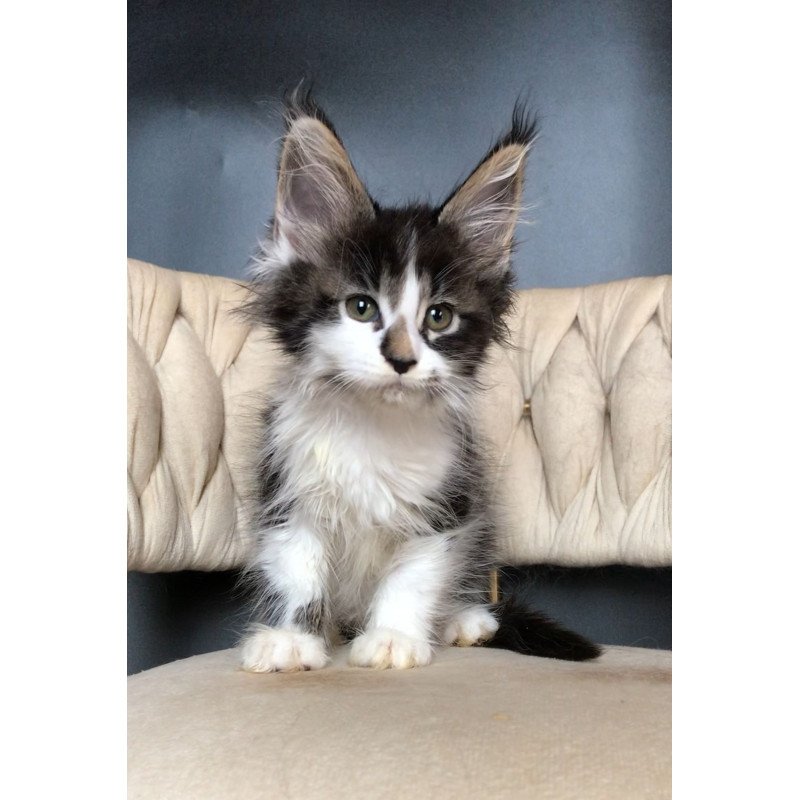 Maine Coon EZ Archi