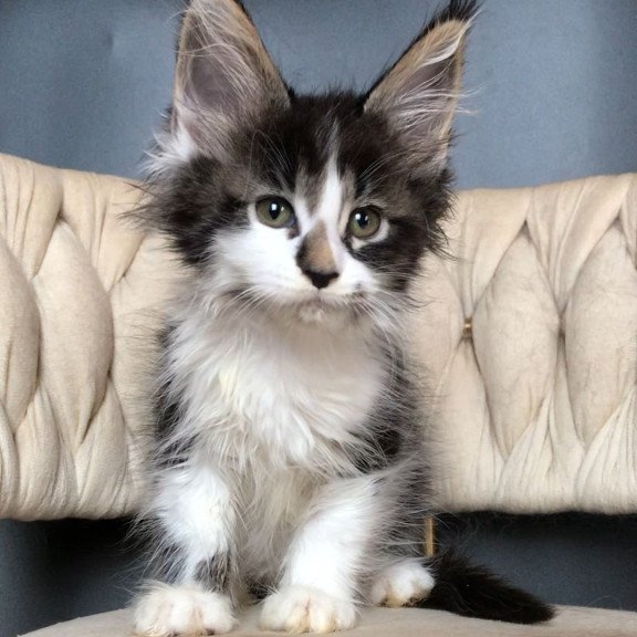 Maine Coon EZ Archi