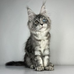 Maine Coon EZ Claire