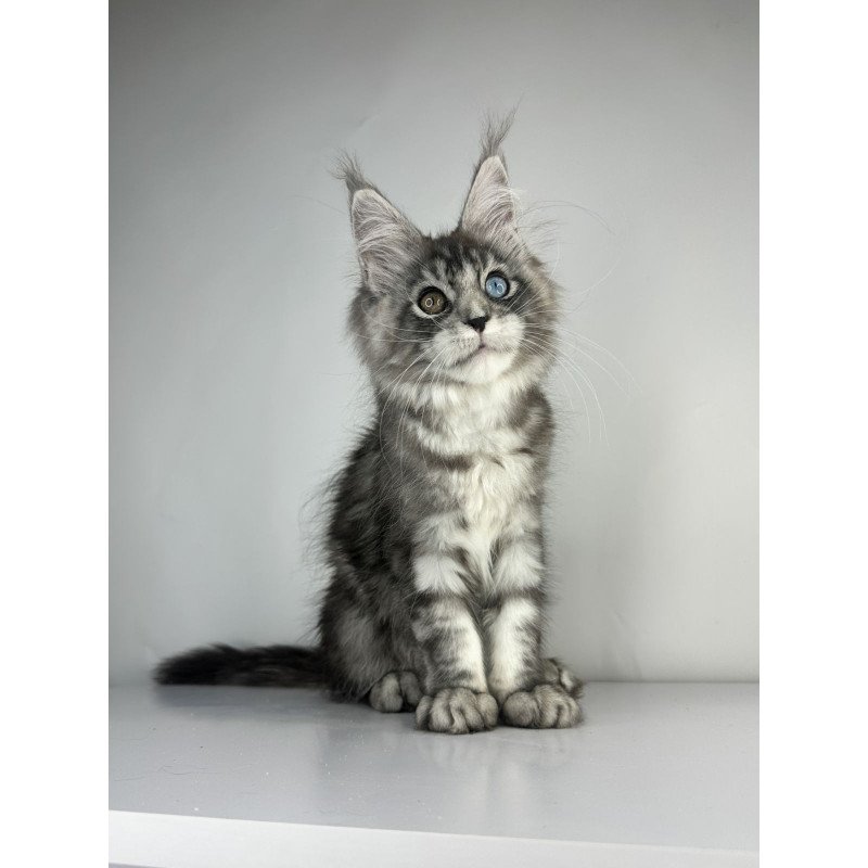 Maine Coon EZ Claire