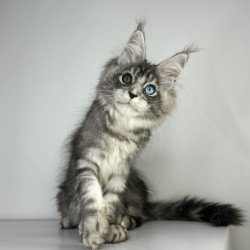 Maine Coon EZ Claire