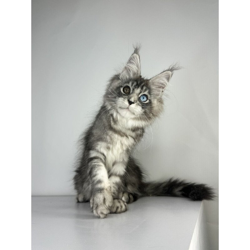 Maine Coon EZ Claire