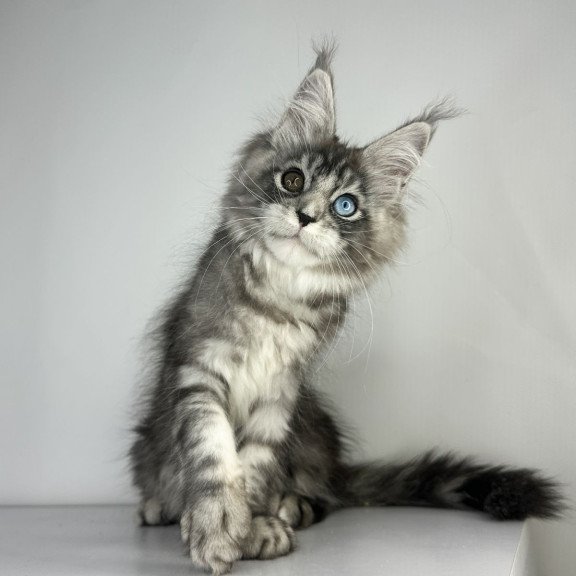 Maine Coon EZ Claire