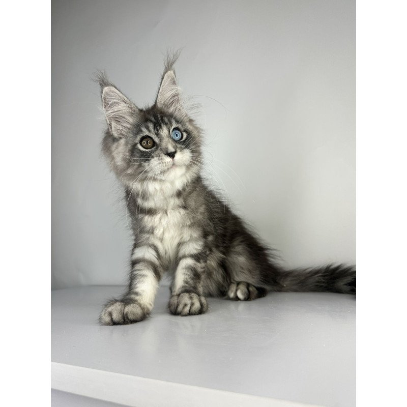 Maine Coon EZ Claire
