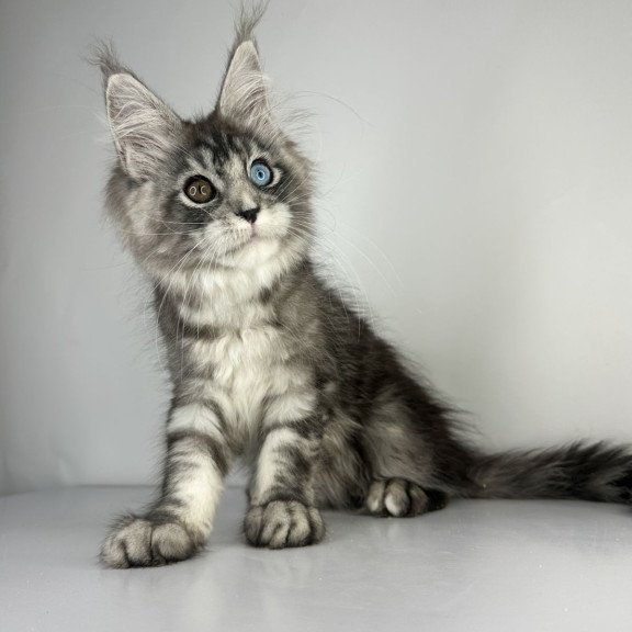 Maine Coon EZ Claire