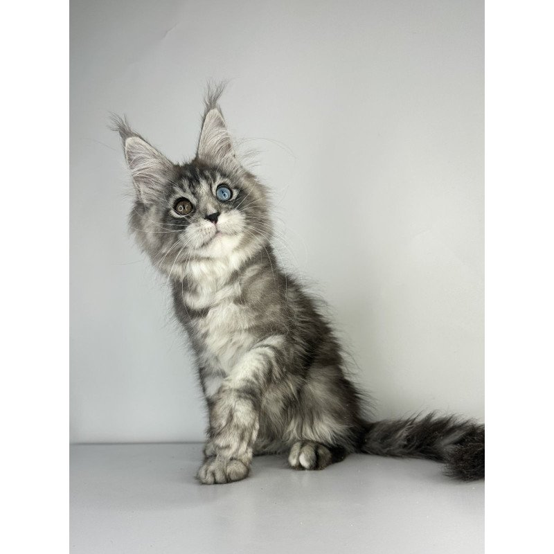 Maine Coon EZ Claire